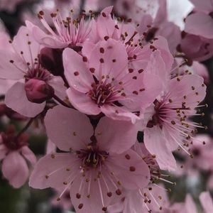 Meet your Posher, Pam